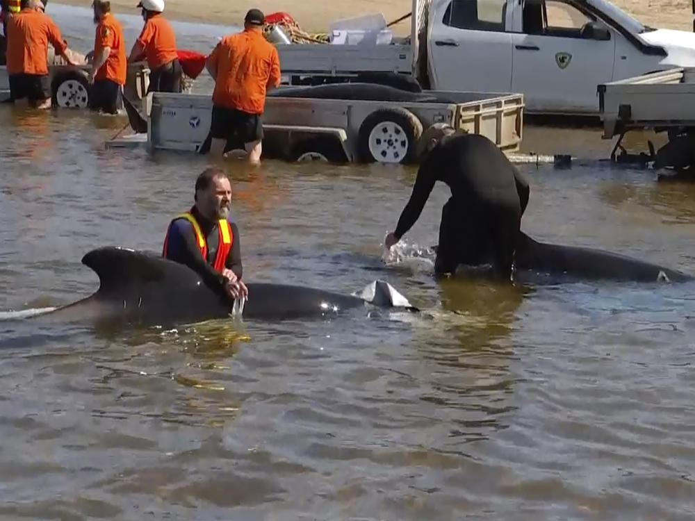 This image from a video shows rescuers in shallow waters with whales near Strahan, Australia, on Thursday.