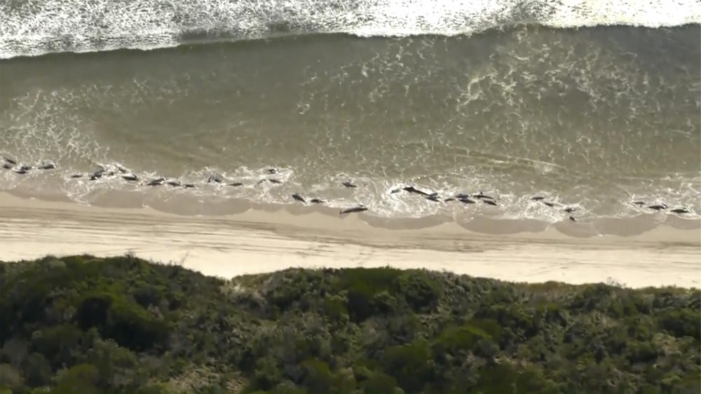 This image from a video shows whales stranded on Ocean Beach near Strahan on Thursday.