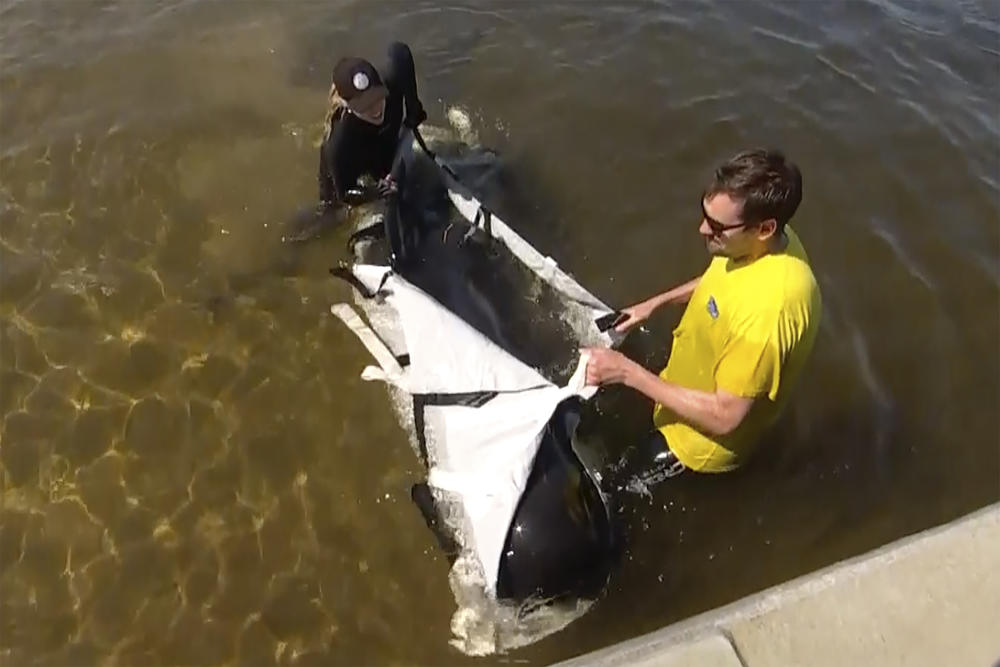 An image from a video shows rescuers using a sling to move one of the whales near Strahan on Thursday.