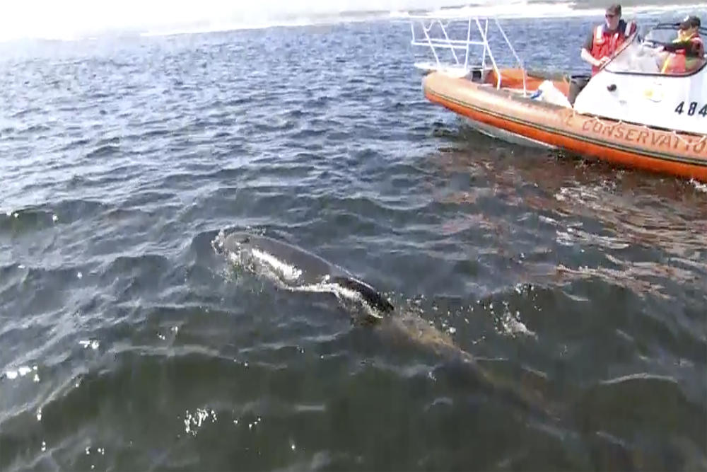In this image from a video, a whale swims after rescuers released it near Strahan on Thursday.
