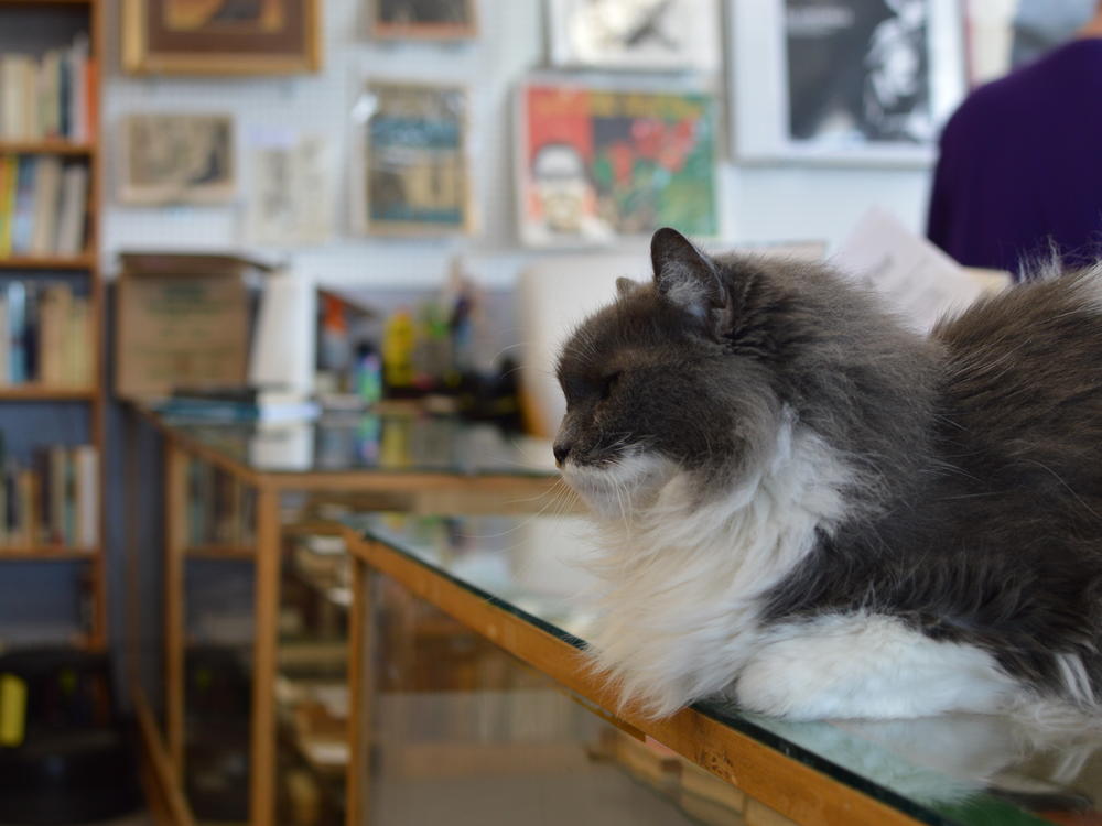 One of the permanent fixtures of Atlanta Vintage Books has been its family of stray cats, including Big Boo.