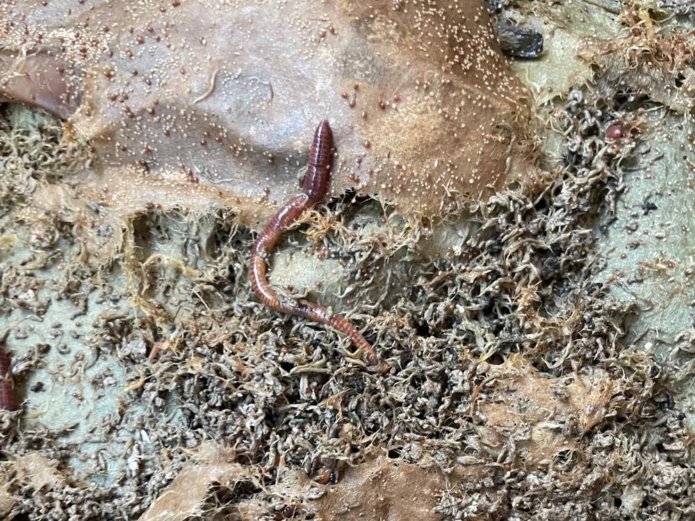 NPR's Scott Simon keeps hundreds of compost worms like this one in a bin on his balcony.