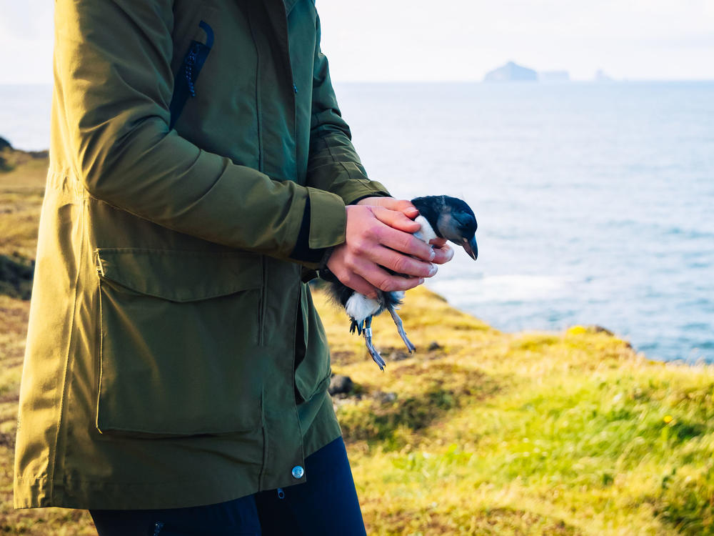 Digital creator Kyana Sue Powers says residents of Vestmannaeyjar treat puffling season as a regular part of life. 