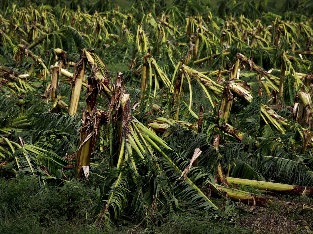 Hurricane Fiona damaged Puerto Rico's plantain crops, like this field in Guánica, Puerto Rico.