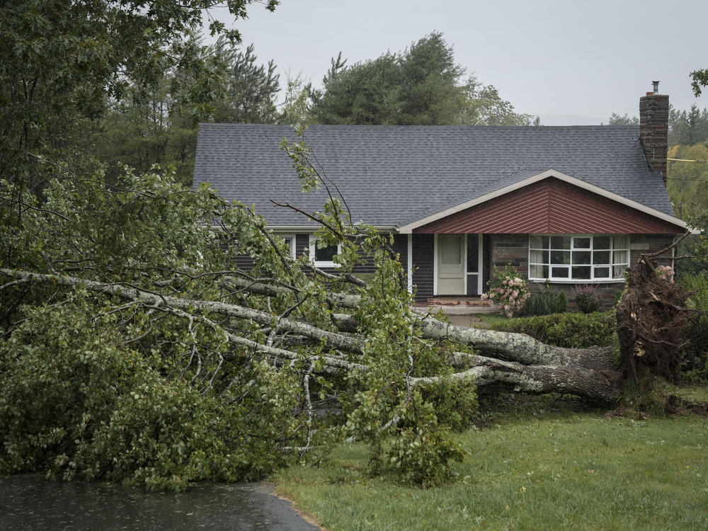 A downed tree from Post-Tropical Storm Fiona sits in the front yard of a home on Sept. 24 in Irish Cove, Nova Scotia on Cape Breton Island in Canada.
