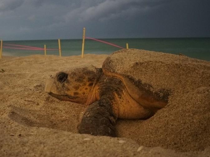 Sea turtle activities are conducted under Florida Fish and Wildlife Conservation Commission Marine Turtle Permits. Turtle images were acquired while conducting authorized research.