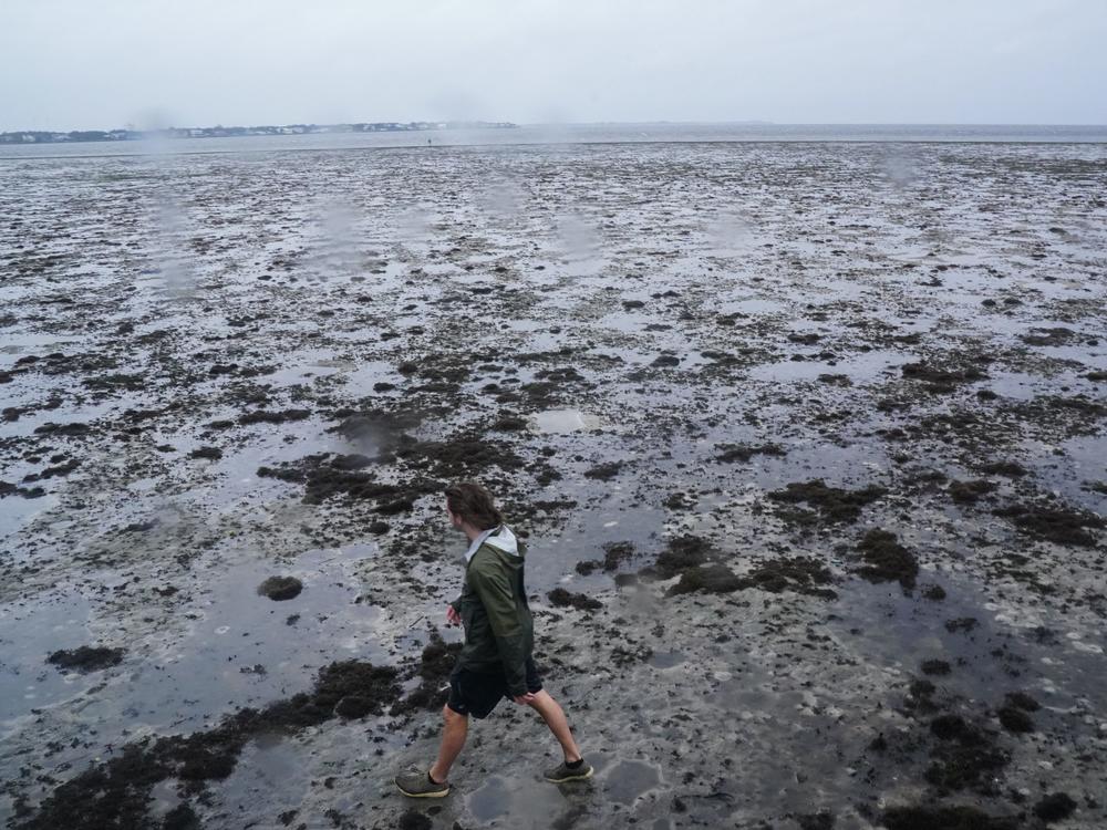 A man walks through the mudflats on Wednesday where water receded from Tampa Bay as Hurricane Ian approached western Florida.