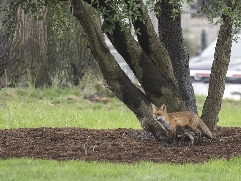 A fox walks near Upper Senate Park on the grounds of the U.S. Capitol on April 5. Multiple people reported being bitten by the fox, that later tested positive for rabies.
