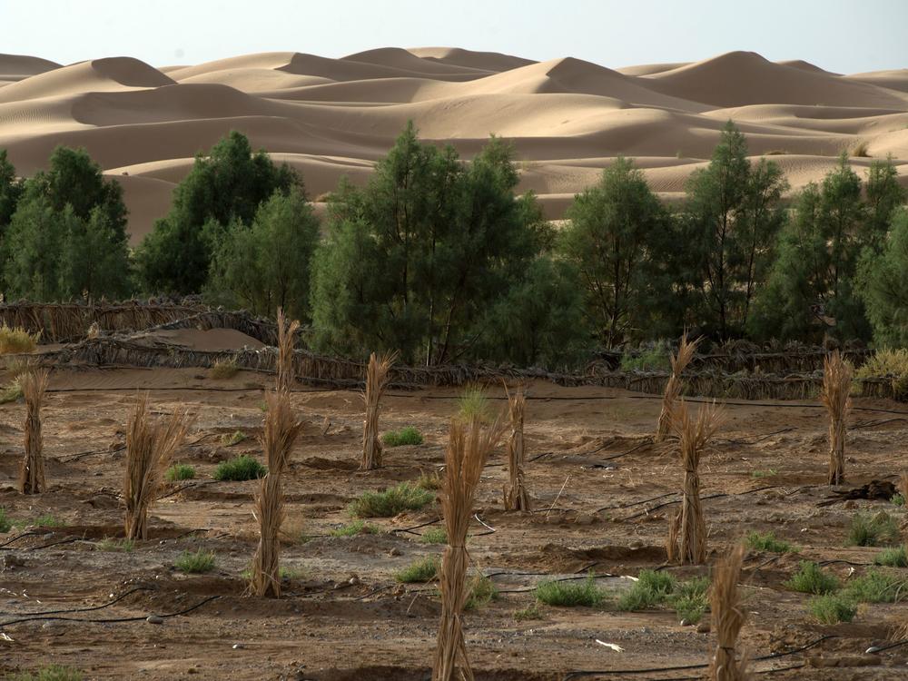 A palm field suffers from desertification near Morocco's southeastern oasis town of Erfoud.