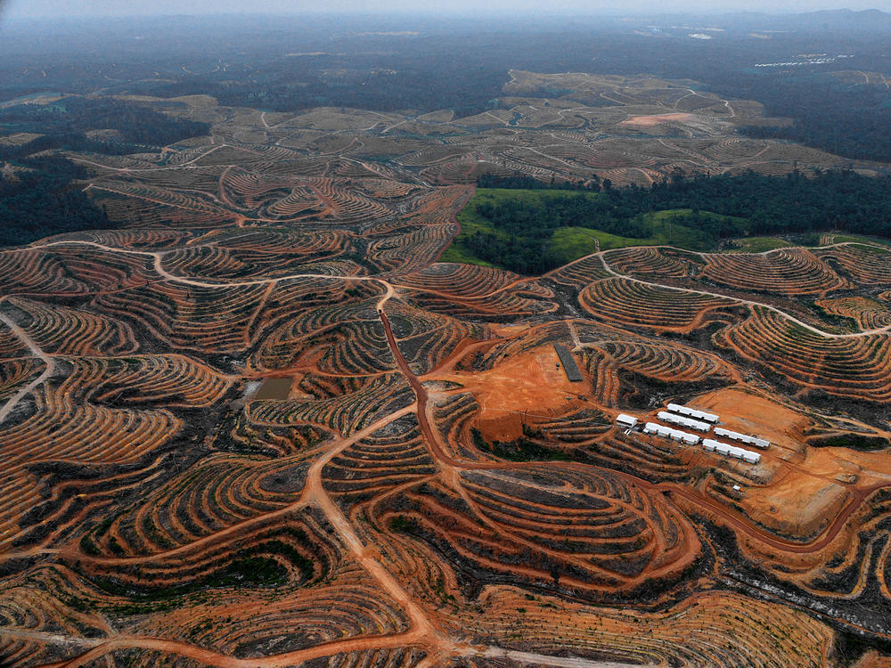 This photograph, taken on February 24, 2014 during an aerial survey mission by Greenpeace in Indonesia, shows cleared trees in a forest located in the concession of Karya Makmur Abadi, which was being developed for a palm oil plantation. Environmental group Greenpeace on February 26 accused US consumer goods giant Procter & Gamble of aiding the destruction of Indonesian rainforests.