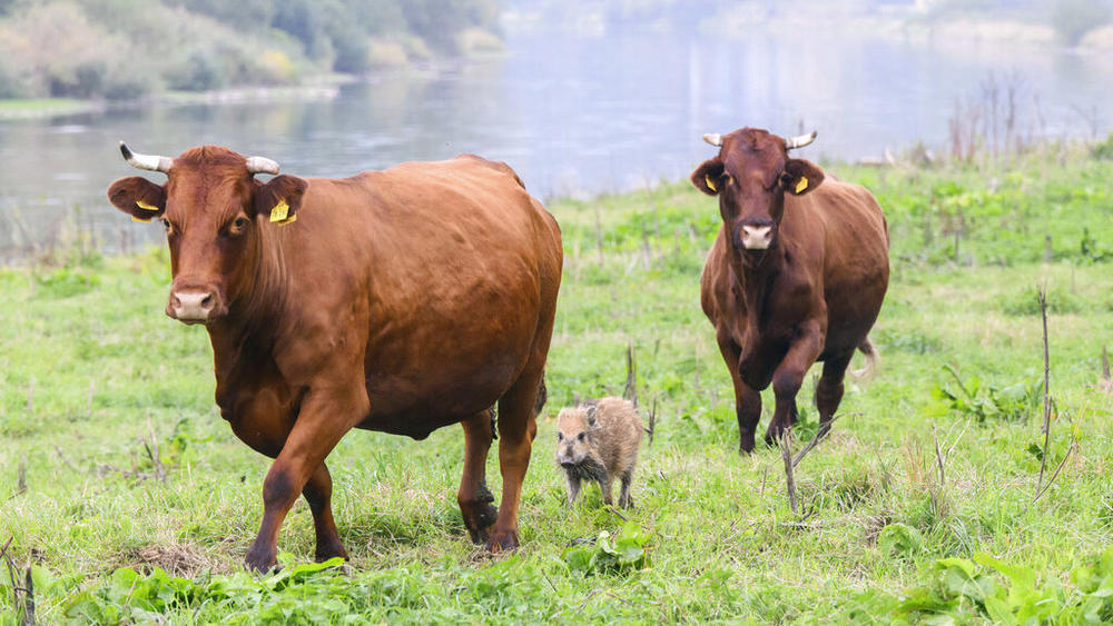A wild boar named Frieda runs between two cows on Thursday in a pasture near the river Weser in Holzminden, Germany. The herd has gained an unlikely following after adopting the lone wild boar piglet.