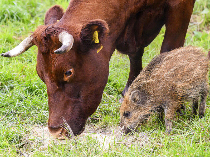 Wild boar Frieda eats next to a cow Thursday in a pasture in Holzminden, Germany.