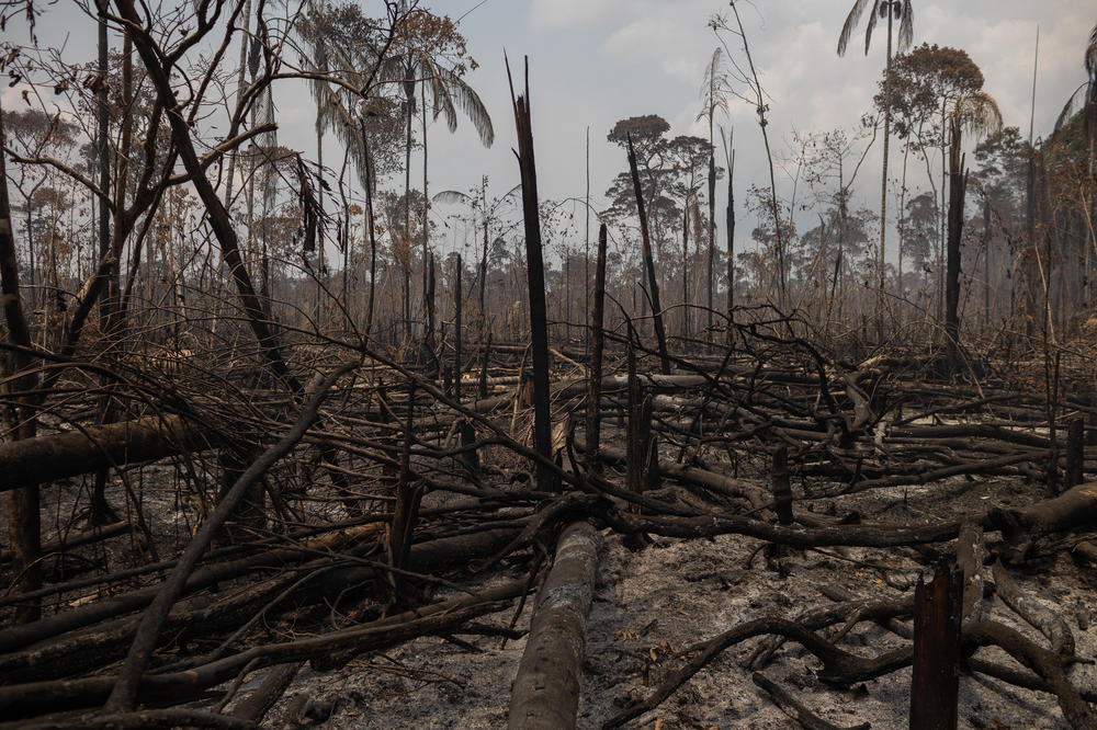 Recently deforested and burned Amazon rainforest along the BR-319 highway through the Brazilian Amazon on Tuesday.