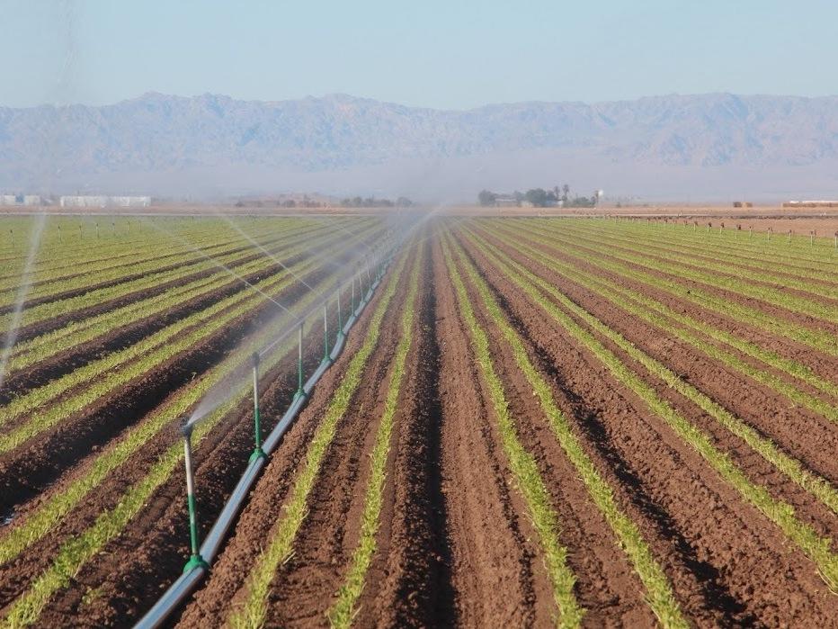 Sprinklers deliver vital Colorado River water to a field of celery in California's Imperial Valley. The Imperial Irrigation District draws enough water from the river each year to cover 470,000 acres with 5 feet of water.