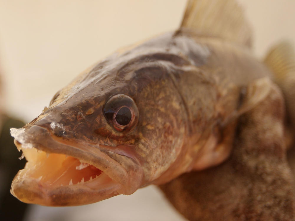 A walleye fishing tournament in Ohio was the scene of outrage when egg-shaped lead weights were found in fish. The two-person team who submitted them had the heaviest catch, before they were disqualified. This file photo shows a fish that's not involved in the scandal.