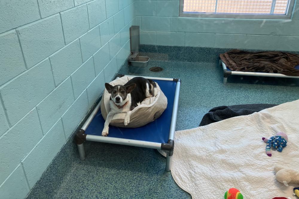 A dog waiting for adoption at the main shelter of the Humane Society Naples in Naples, Fla., on Monday.