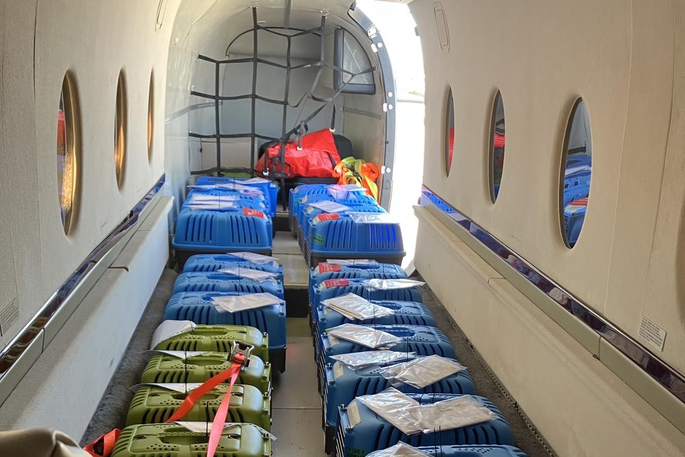 Rows of cats wait to be airlifted from Naples, Fla., to Tennessee on Monday to help make room for an influx of animals at local shelters due to Hurricane Ian.