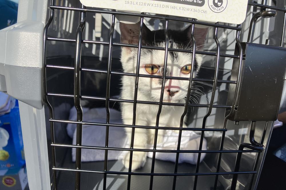 A cat from Florida sits in a pet carrier before being loaded onto a plane bound for Tennessee, where it will be placed for adoption.