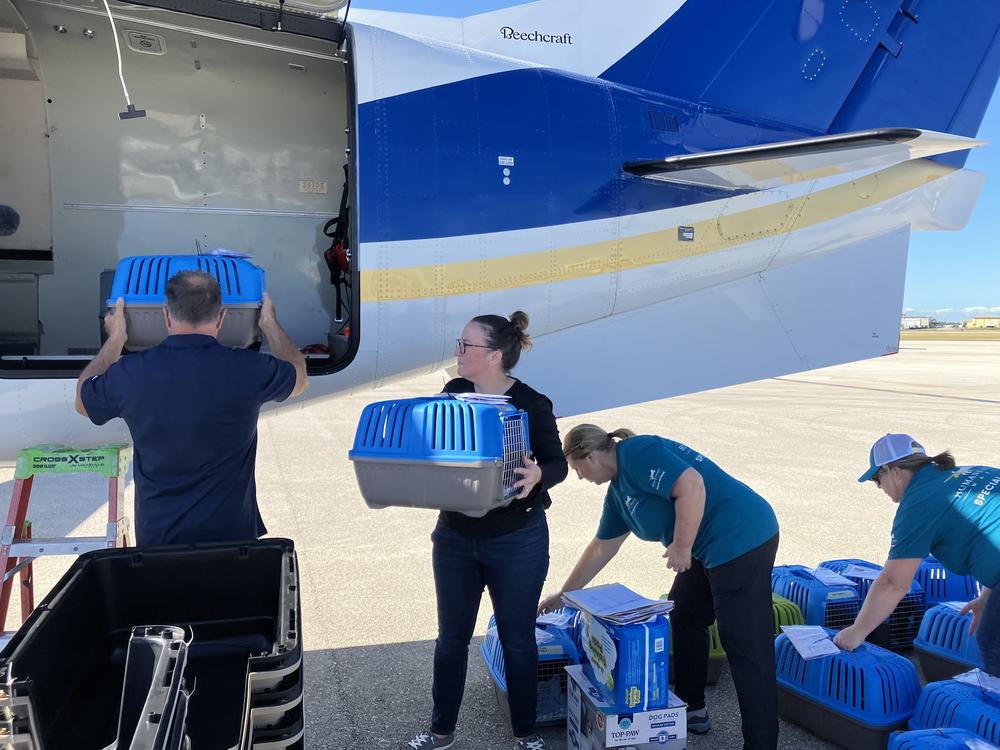 Humane Society Naples CEO Sarah Baeckler (center holding crate) helps load cats aboard a plane in Naples, Fla., on Monday. The group is getting ready for 