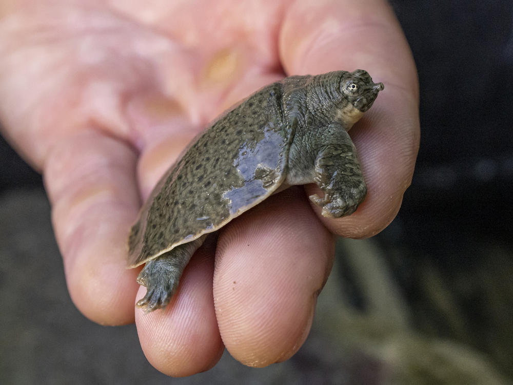 Hatchlings are quite small but can grow to a few feet.