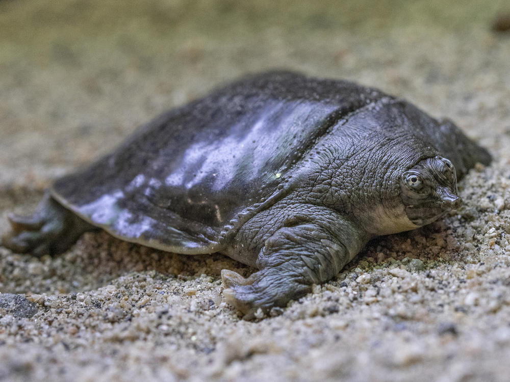 One of the Indian narrow-headed softshell turtle hatchlings bred at the San Diego Zoo.