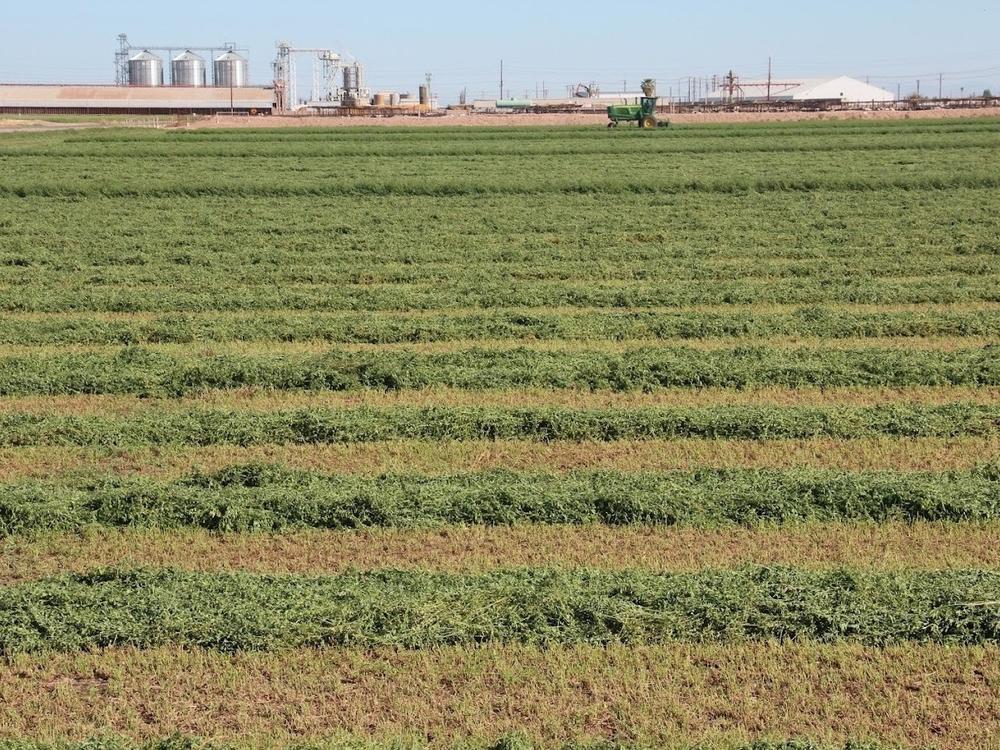 A field of alfalfa, freshly cut, dries in the sun. It will be baled into hay and fed to cattle such as those in the feedlot at the far end of the field. Beef cattle are the top agricultural product of Imperial County.