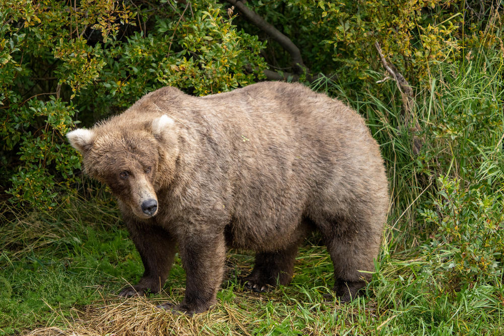 Fat Bear candidate 128 Grazer is approximately 17-19 years old. She has a light coat in the spring that darkens in the fall, but she keeps her distinctive fluffy blond ears.