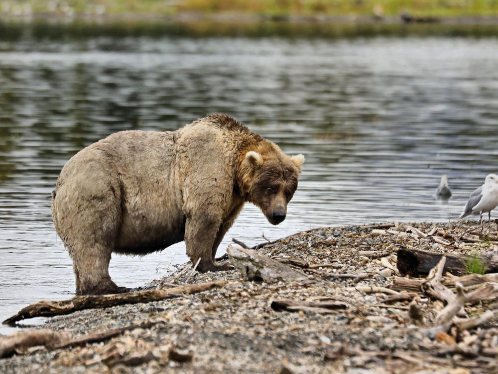 Fat Bear candidate 435 Holly is in her mid to late 20s, making her one of the older bears to use Brooks River. She has a light-colored coat reminiscent of a toasted marshmallow, and is known for adopting several orphaned cubs.