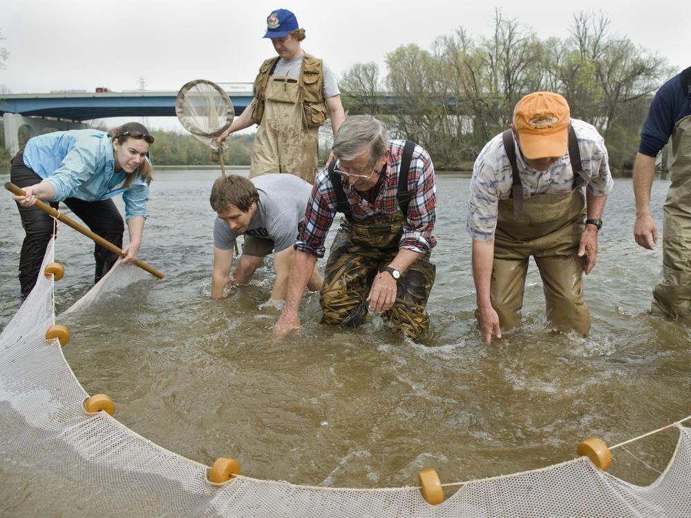 Retired professor Dr. David Etnier (center) and a group of scientists check the state of the snail darter in the Holston River north of Knoxville, Tenn., on April 9, 2008. The U.S. Department of the Interior announced on Tuesday its official removal from the Federal List of Threatened and Endangered Wildlife.