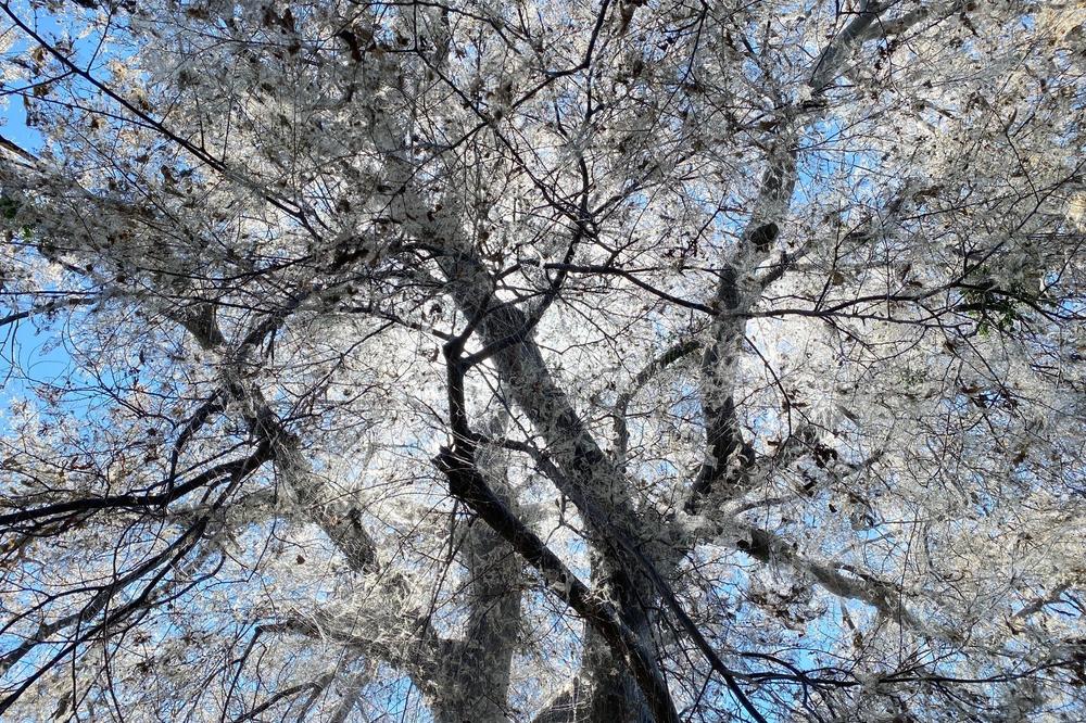 Cankerworms and hackberry leafrollers have covered trees in the Dallas-Fort Worth area in webbing.