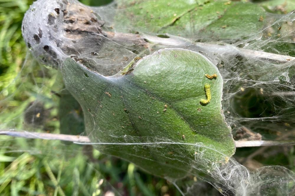 A hackberry leafroller covers a leaf in webbing as a caterpillar outbreak impacts the Dallas-Fort Worth area.