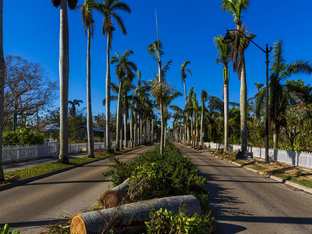 Royal palm trees line both sides of McGregor Boulevard in Fort Myers for miles. Nearly all of the trees survived Hurricane Ian.