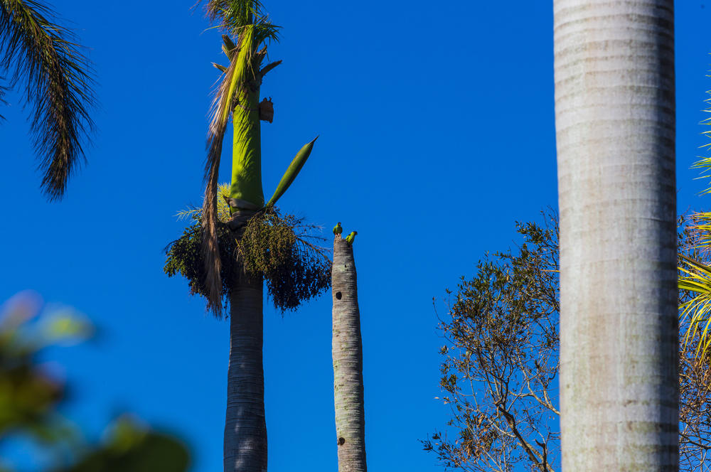 Wild parrots sit on palm trees on McGregor Boulevard.