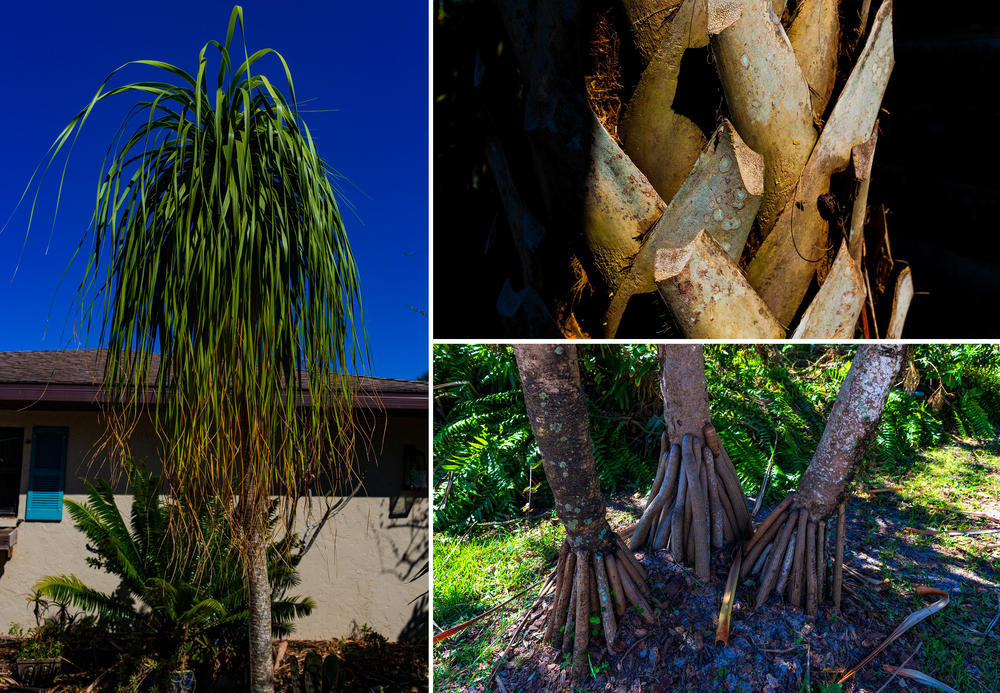 Left: At the home of artist Megan Kissinger in Fort Myers is a ponytail palm. Top right: The trunk of a sabal palm (cabbage tree) can be seen. Bottom right: The base of a screw palm tree is visible at Kissinger's home.