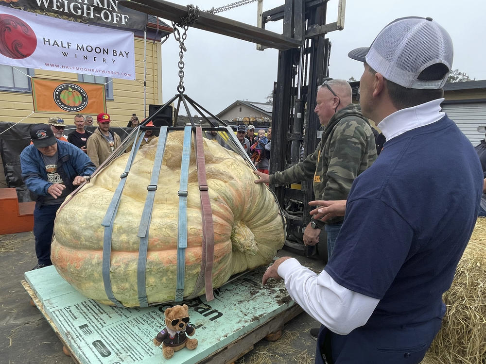 Travis Gienger, right, from Anoka, Minn., watches as his winning pumpkin is lifted and weighed on Monday.