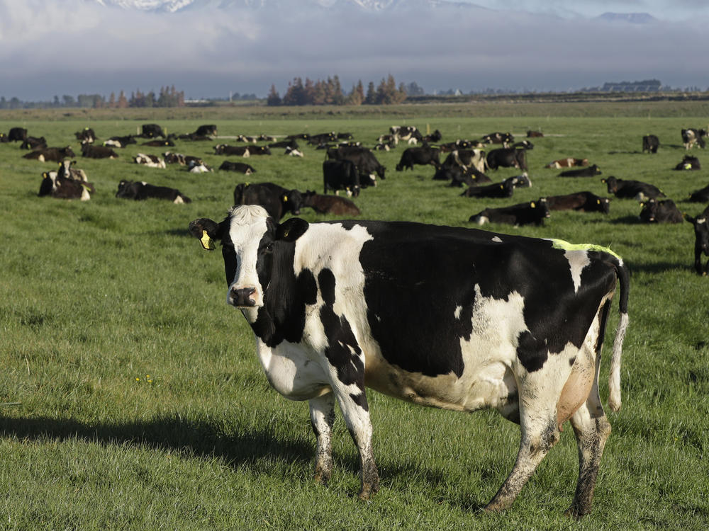 Dairy cows graze on a farm near Oxford, in the South Island of New Zealand on Oct. 8, 2018.
