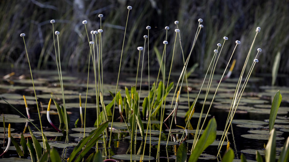 The tiny buds of the pipewort plant is a common sight in the spring along a wilderness water trail in the Okefenokee National Wildlife Refuge.