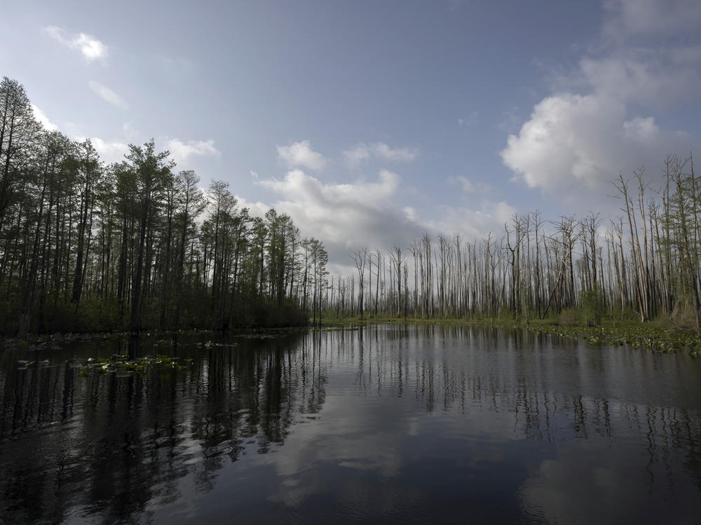 Cypress trees, some dead and some living, stand in Okefenokee National Wildlife Refuge in Fargo, Ga. Proulx writes about the swamps of Okefenokee in her book.