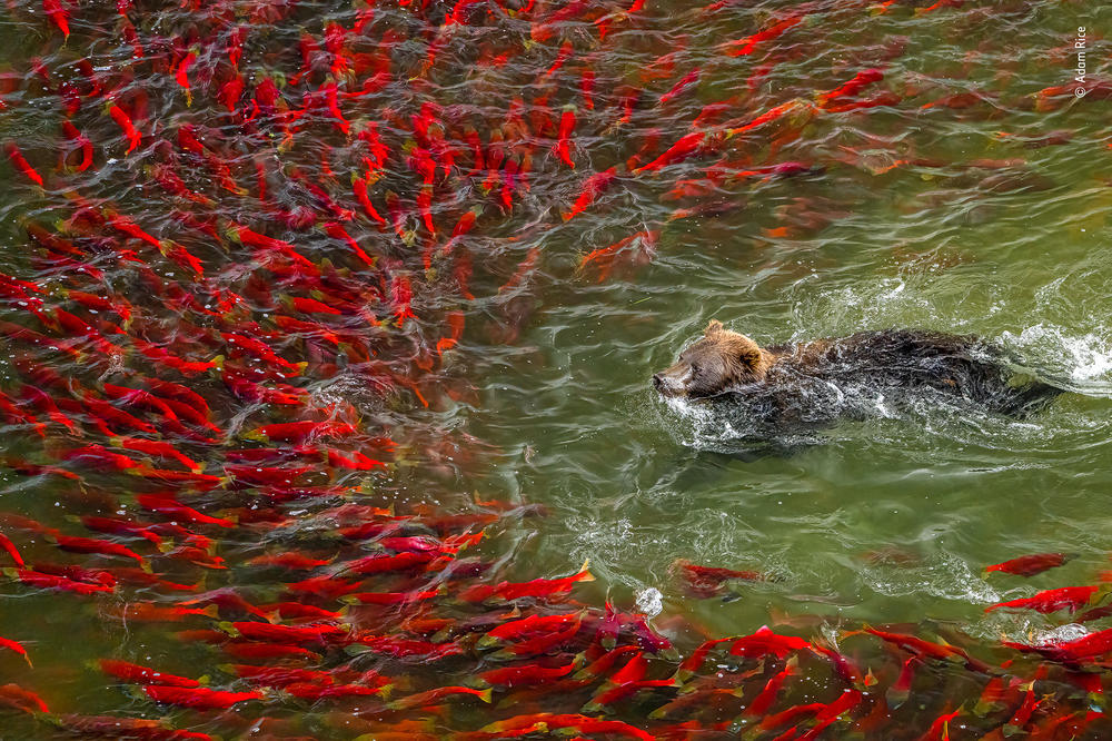 <em>Bear bonanza</em>. Katmai National Park and Preserve, Alaska. When the salmon arrive in summer, so do the bears. Though they are usually solitary, they congregate in large numbers to fish.