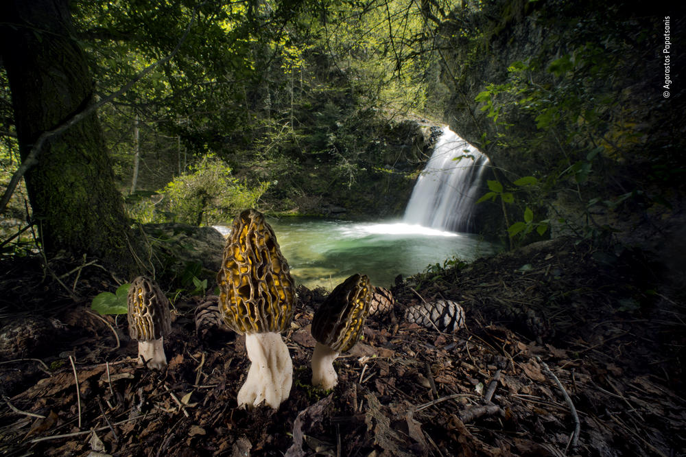 <strong>Plants and Fungi Winner: </strong><em>The magical morels. </em>Mount Olympus, Pieria, Greece. Morels are regarded as gastronomic treasures in many parts of the world because they are difficult to cultivate, yet in some forests they flourish naturally.