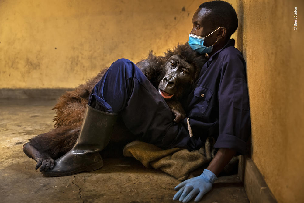 <em></em><strong>Photojournalism winner:</strong> <em>Ndakasi's passing. </em>Senkwekwe Center, Virunga National Park, Democratic Republic of the Congo. Stirton photographed Ndakasi's rescue as a 2-month-old after her troop was brutally killed by a charcoal mafia as a threat to park rangers. Ndakasi laid in the arms of her rescuer and caregiver of 13 years, ranger Andre Bauma.