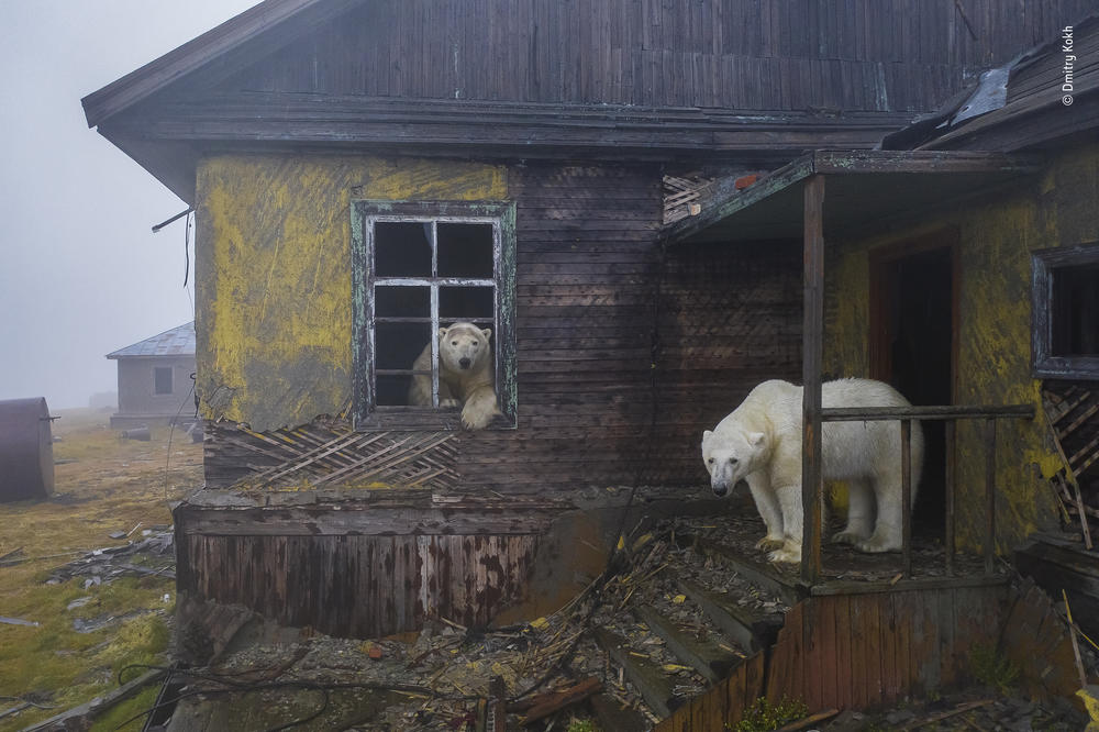 <strong>U</strong><strong>rban Wildlife Winner:</strong><em><strong> </strong>House of bears. </em>Kolyuchin Island, Chukotka, Russia. In the Chukchi Sea region, the normally solitary bears usually migrate further north in the summer, following the retreating sea ice they depend on for hunting seals, their main food.