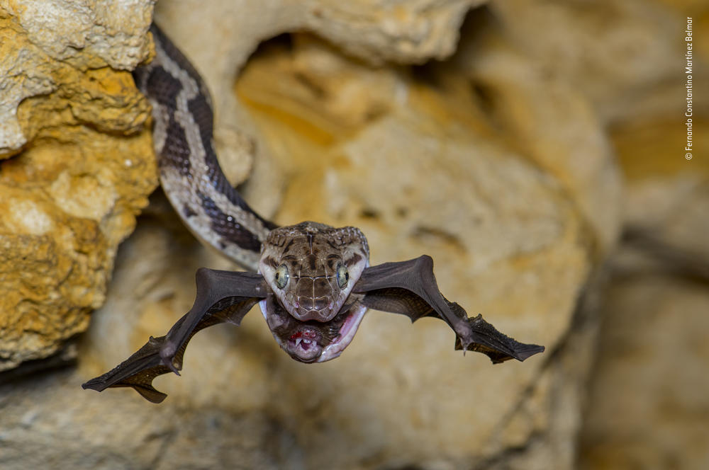 <strong>Amphibians and Reptiles Winner:</strong> <em>The bat-snatcher</em>. Kantemo, Quintana Roo, Mexico. Every evening at sundown in the Cave of the Hanging Snakes, thousands of bats leave for the night's feeding. It is also when hungry rat snakes emerge, dangling from the roof to snatch their prey in midair.