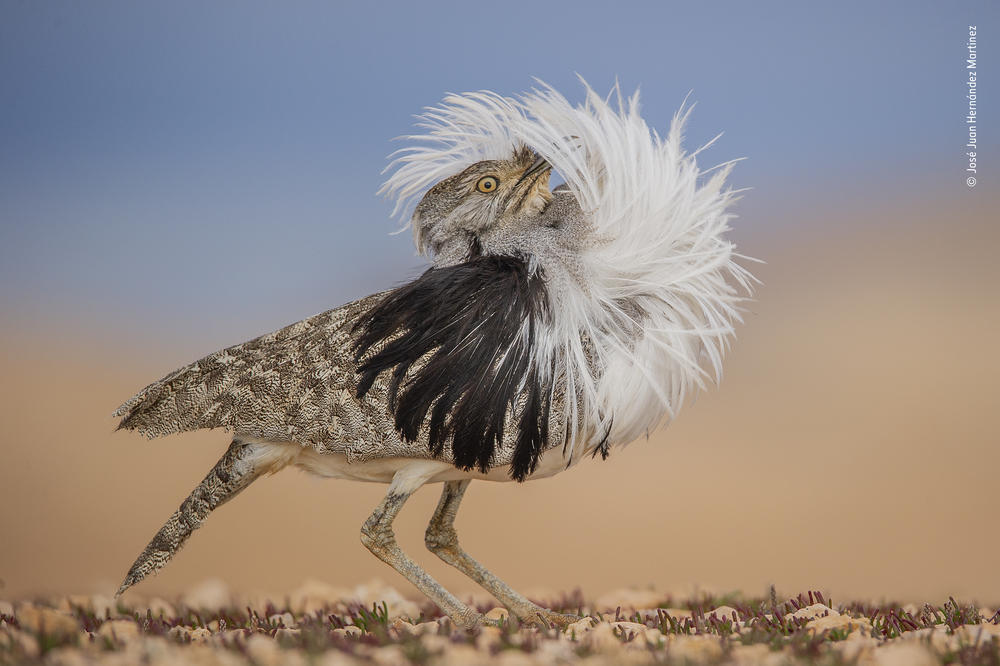 <strong>Animal Portrait Winner</strong>: <em>Puff Perfect.</em> La Oliva, Fuerteventura, Spain. A Canary Islands houbara male returns annually to its courtship site to perform impressive displays.