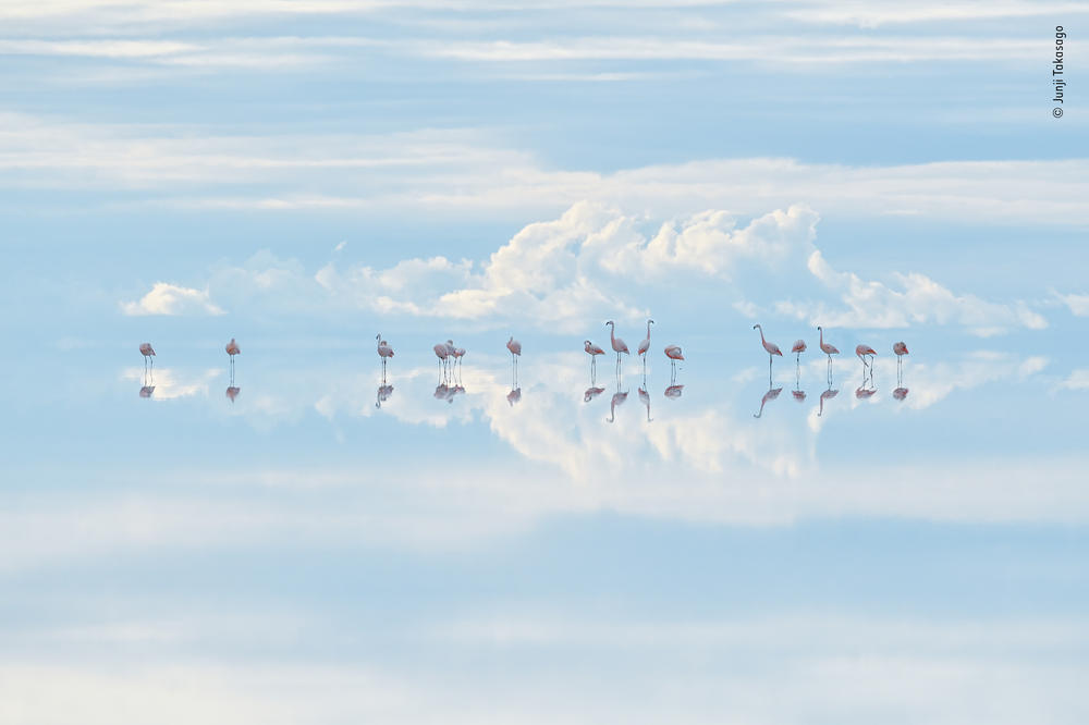 <strong>Natural Artistry Winner:</strong> <em>Heavenly flamingos. </em>Salar de Uyuni, Daniel Campos Province, Bolivia. High in the Andes, Salar de Uyuni is the world's largest salt pan. It is also one of Bolivia's largest lithium mines, which threatens the future of these flamingos.