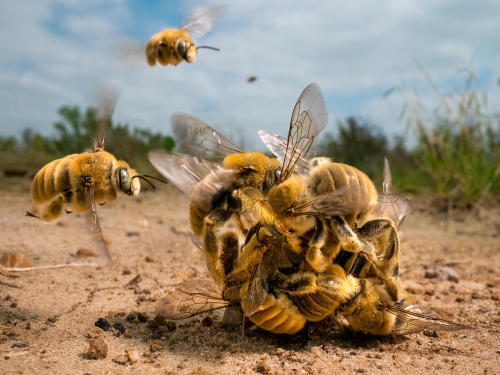 <em></em><strong>Invertebrates Winner:</strong> <em>The big buzz</em>. South Texas, USA. The world's bees are under threat from habitat loss, pesticides and climate change. With 70% of bee species nesting underground, it is increasingly important that areas of natural soil are left undisturbed.