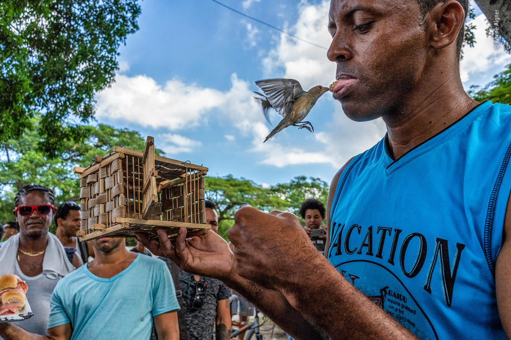 <em></em><em>Trick or tragedy?. </em>Cuba and the U.S. Owners and birds have strong relationships, but there can be a dark side to the trade, with some birds being taken from the wild and stored and trafficked in inhospitable conditions.