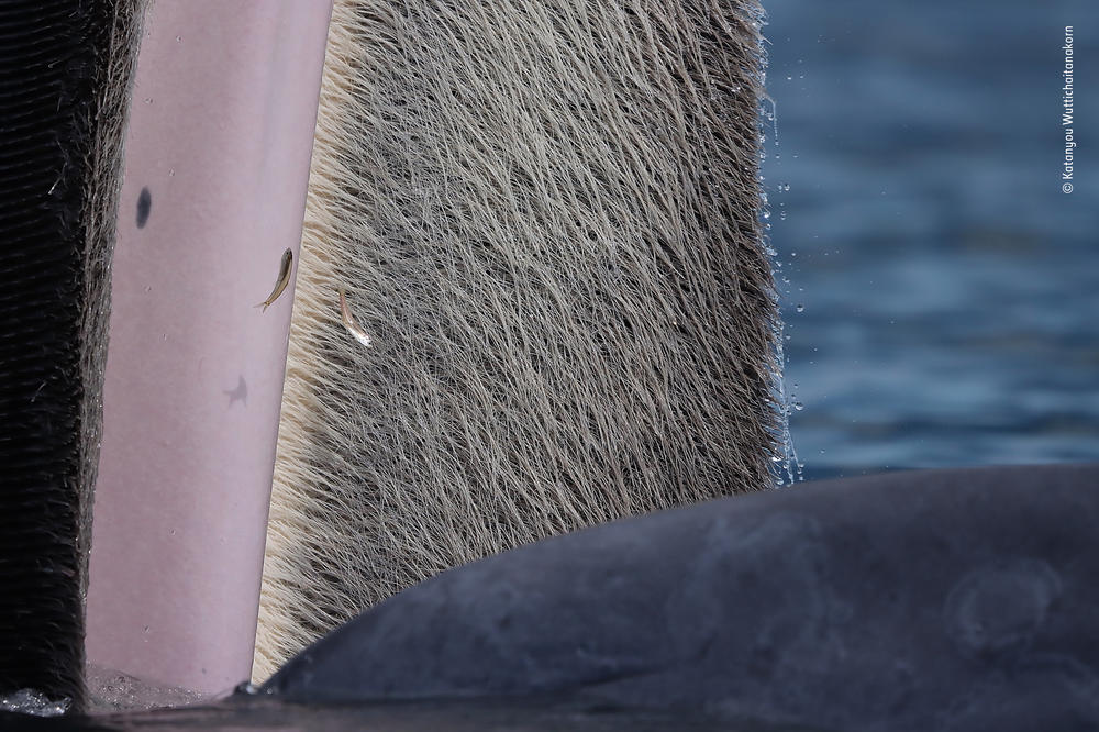 <strong>15-17 Years Winner:</strong> <em>The beauty of baleen</em>. Upper Gulf of Thailand. Bryde's whales have up to 370 pairs of gray-colored plates of baleen growing inside their upper jaws. The plates are made of keratin, a protein that also forms human hair and nails, and are used to filter small prey from the ocean.