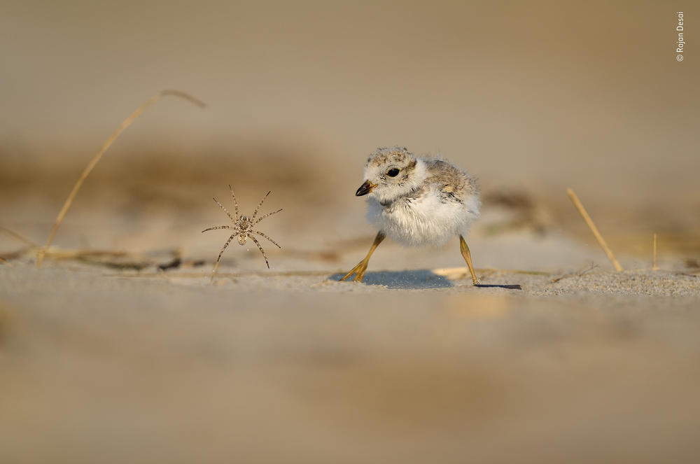 <em>Tiny spider versus little chick. </em>Crane Beach, Ipswich, Mass<em>. </em>Beach wolf spiders are rarely aggressive unless provoked, making this attack on the unsuspecting plover especially remarkable.