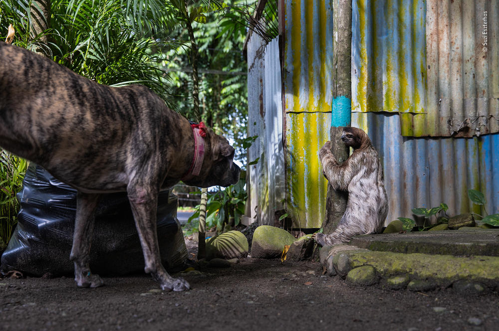 <em>Sloth dilemma.</em> Tasty Waves Cantina, Puerto Viejo de Talamanca, Costa Rica. Sloths live in trees and rarely descend to the forest floor. With increasing habitat loss, they are forced to make vulnerable journeys across urbanized areas to find food, suitable habitats and mates.